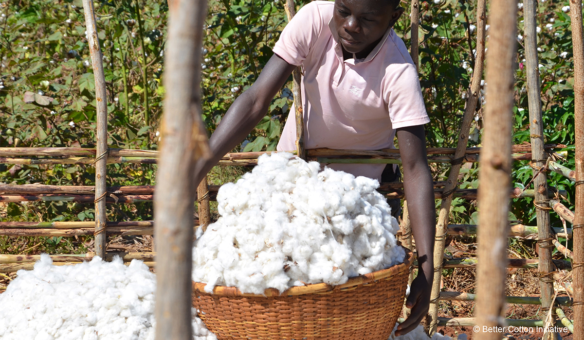 Man working in cotton field